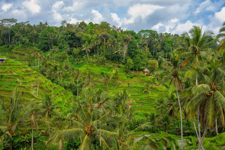 How to Get from Bali Airport (DPS) to Ubud